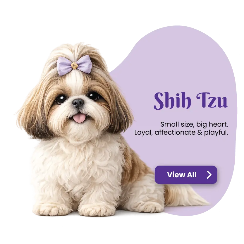 Shih Tzu