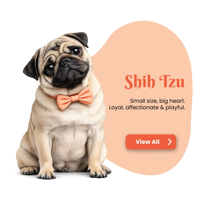 Pug