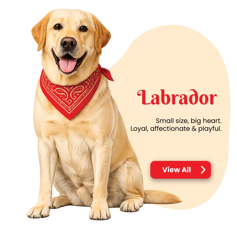 Labrador