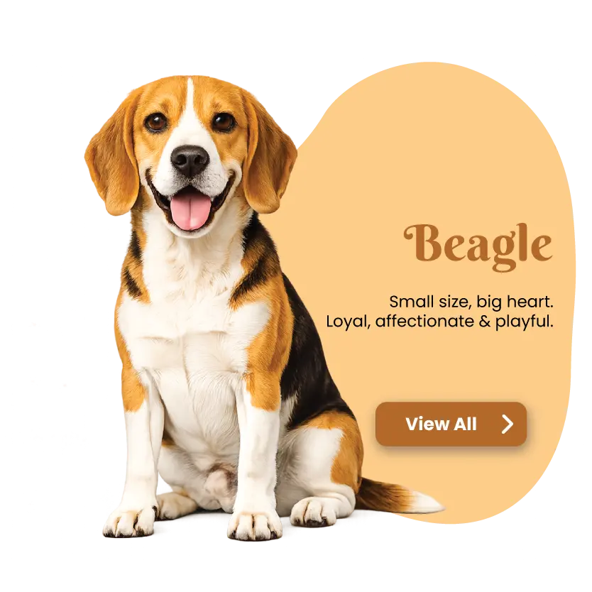 Beagle