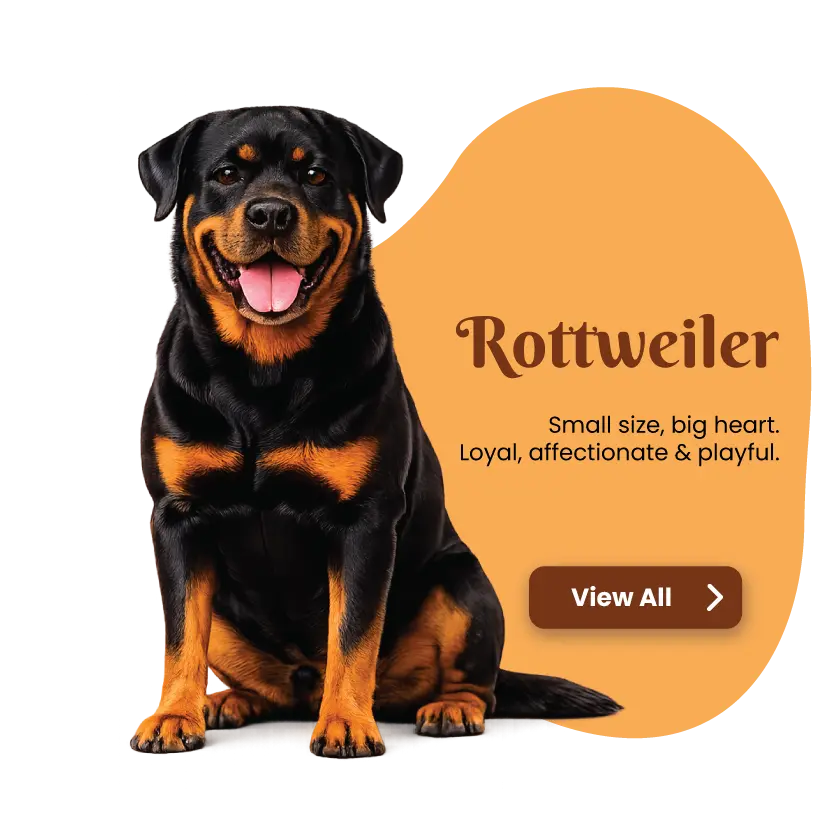 Rottweiler