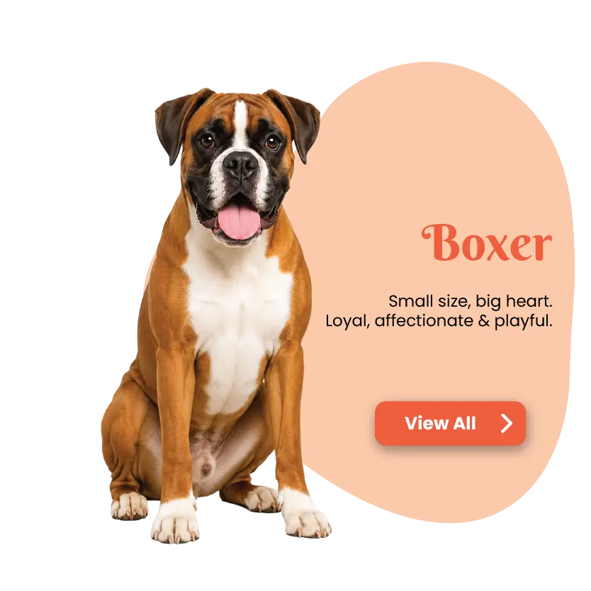 Boxer