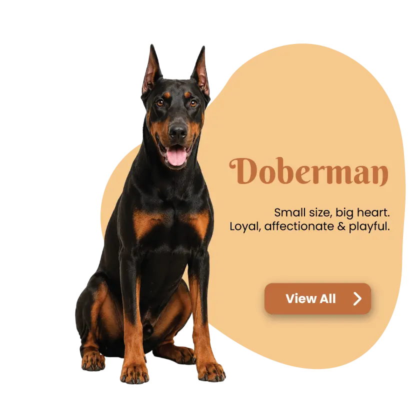 Doberman