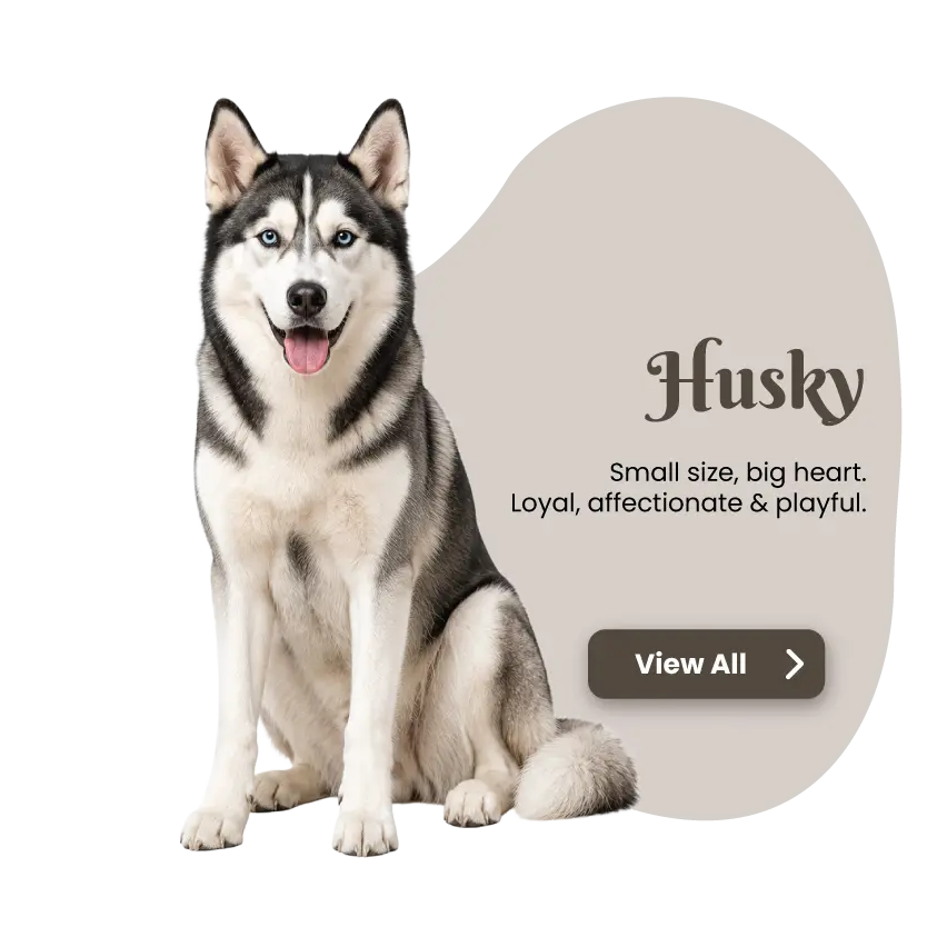 Huskey