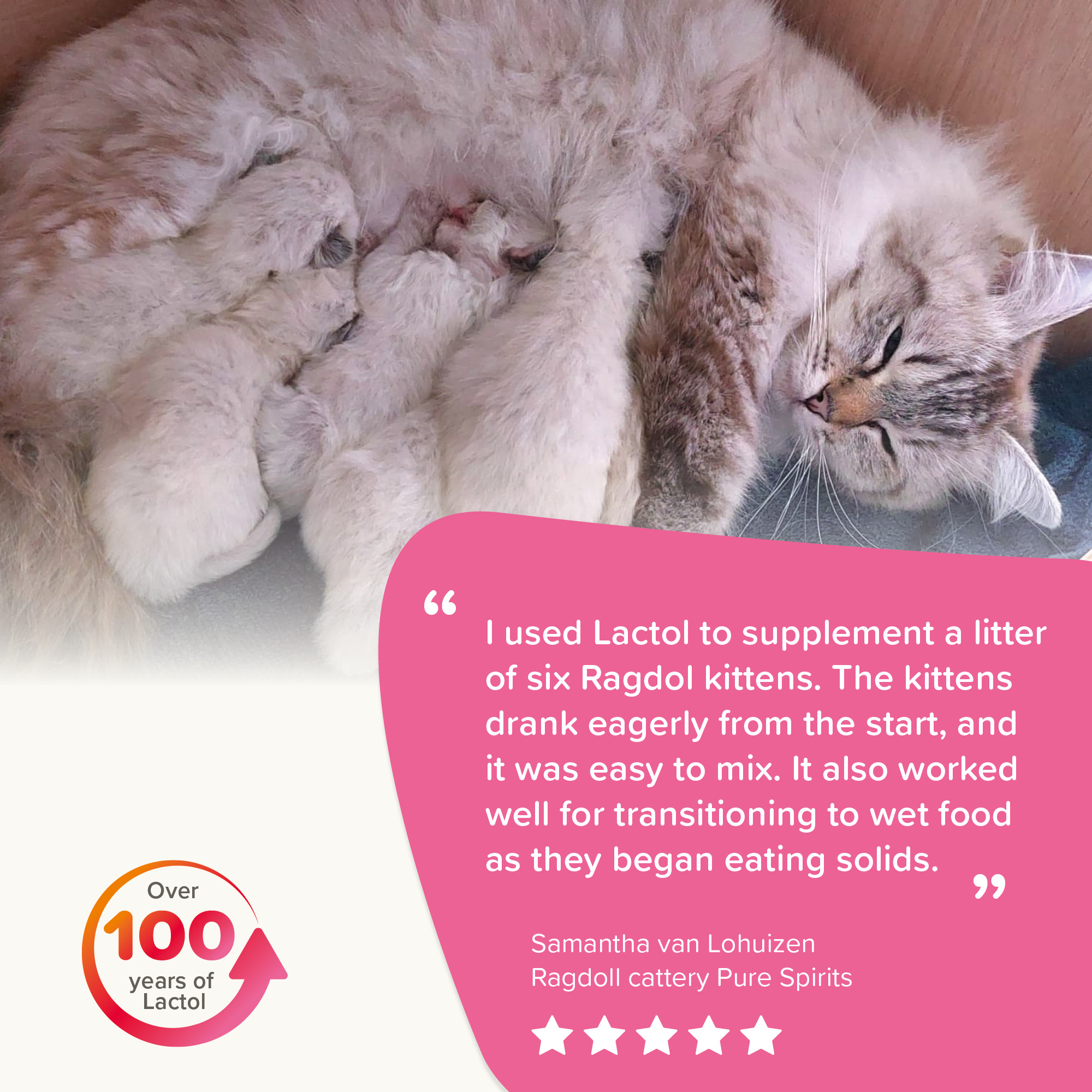 Beaphar Lactol Milk Replacer For Kittens 250g - Image 8